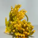 PROfesionali lempučių girlianda POLAMP, 10m (5+5), 100 LED, geltona, geltonu laidu, IP67